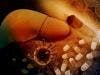 New Antiviral Drug Shows Superior Results in Hepatitis C