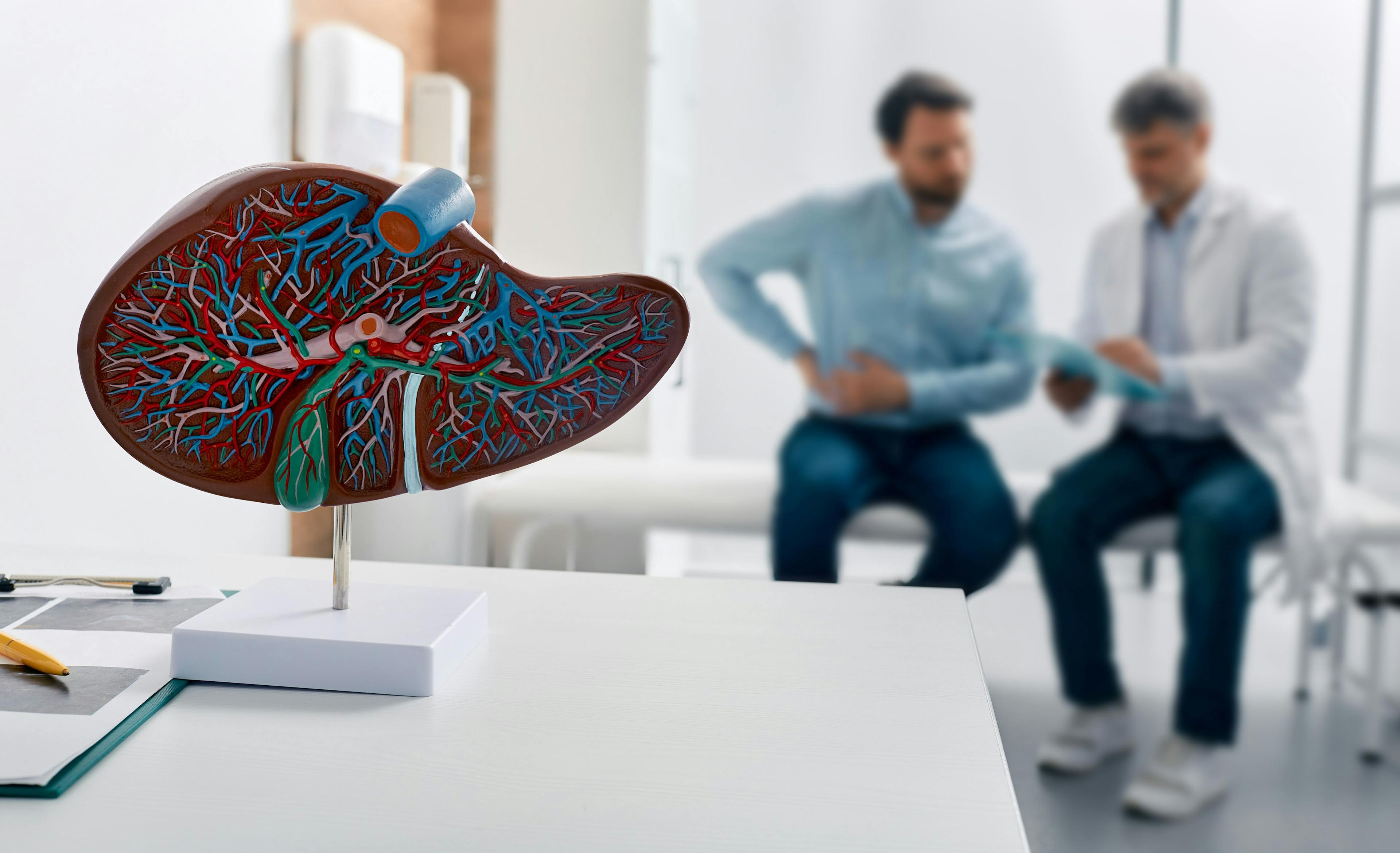 Close-up of liver model in doctor's office -- Image credit: Peakstock | stock.adobe.com
