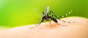 A Vaccine for Zika? Working on It!