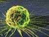 Drug Can Starve Cancer Stem Cells
