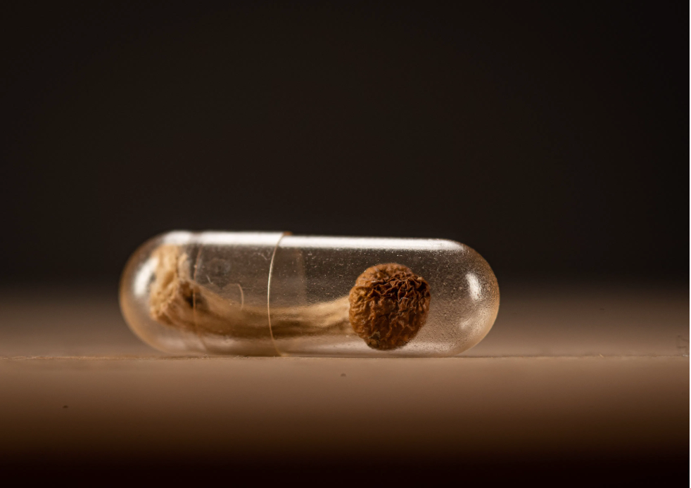 Whole psilocybin mushroom in a clear medication capsule | Image credit: Zim - stock.adobe.com

