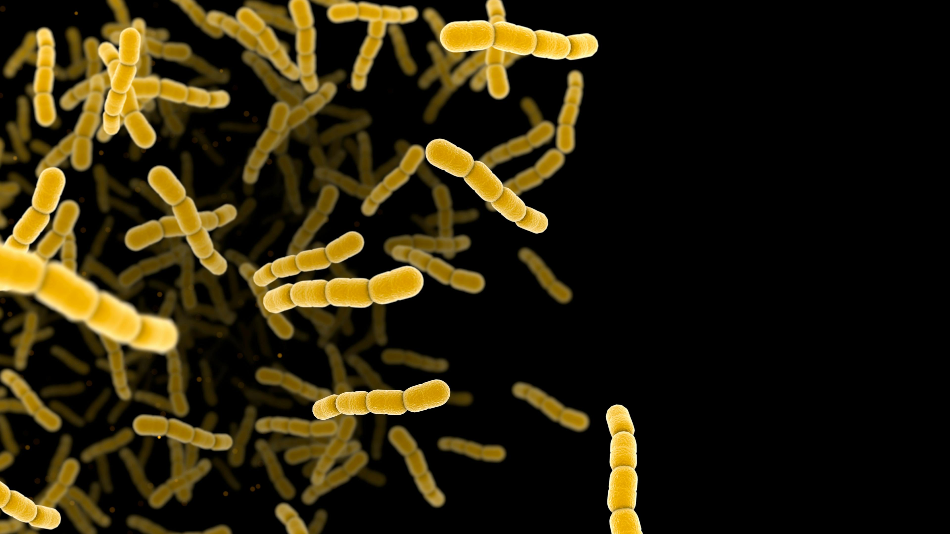 Streptococcus pneumonia bacteria cells. | Image Credit: Jezper - stock.adobe.com