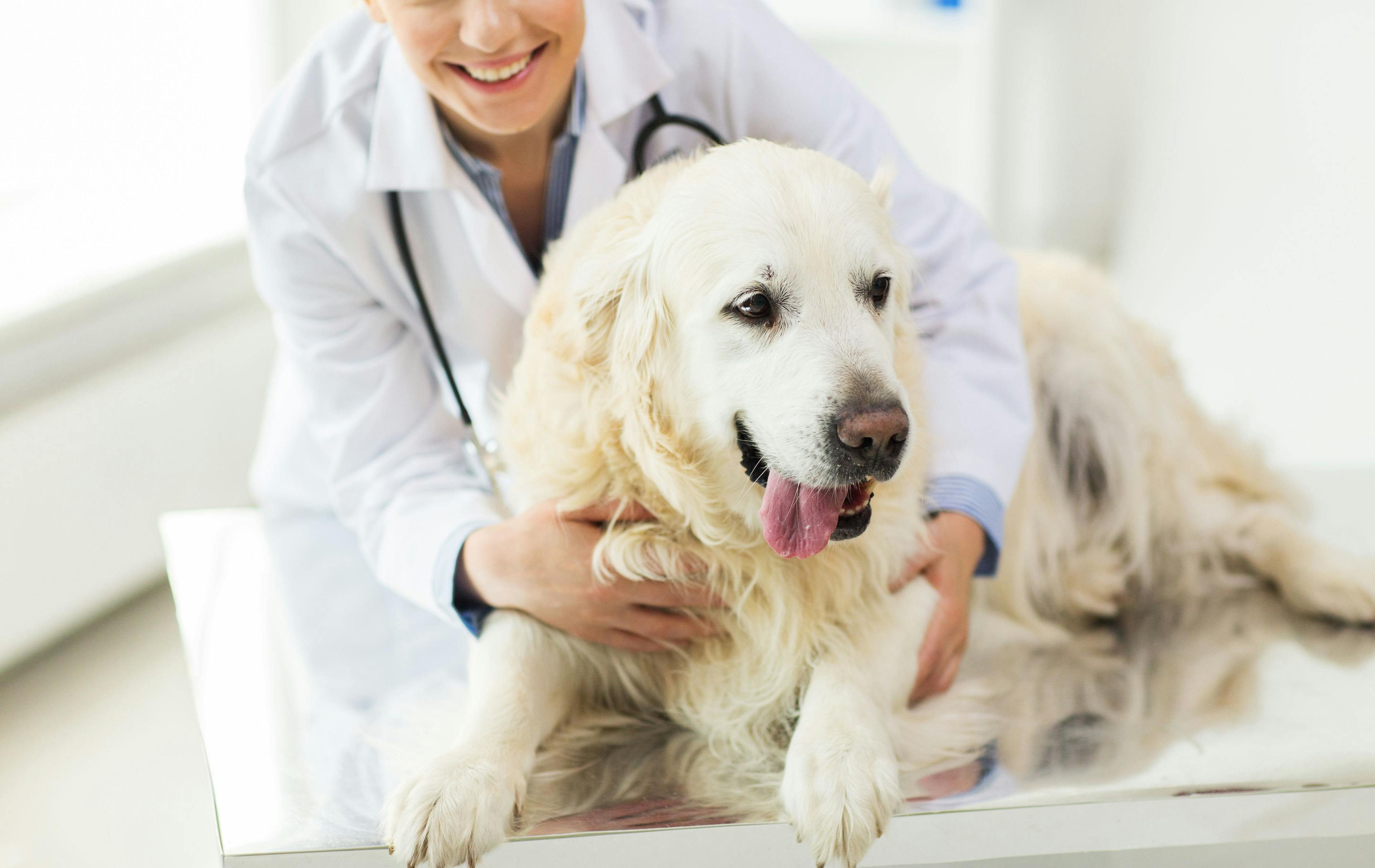 First Oral Tablet for Chemotherapy-induced Diarrhea in Dogs Receives Conditional FDA Approval
