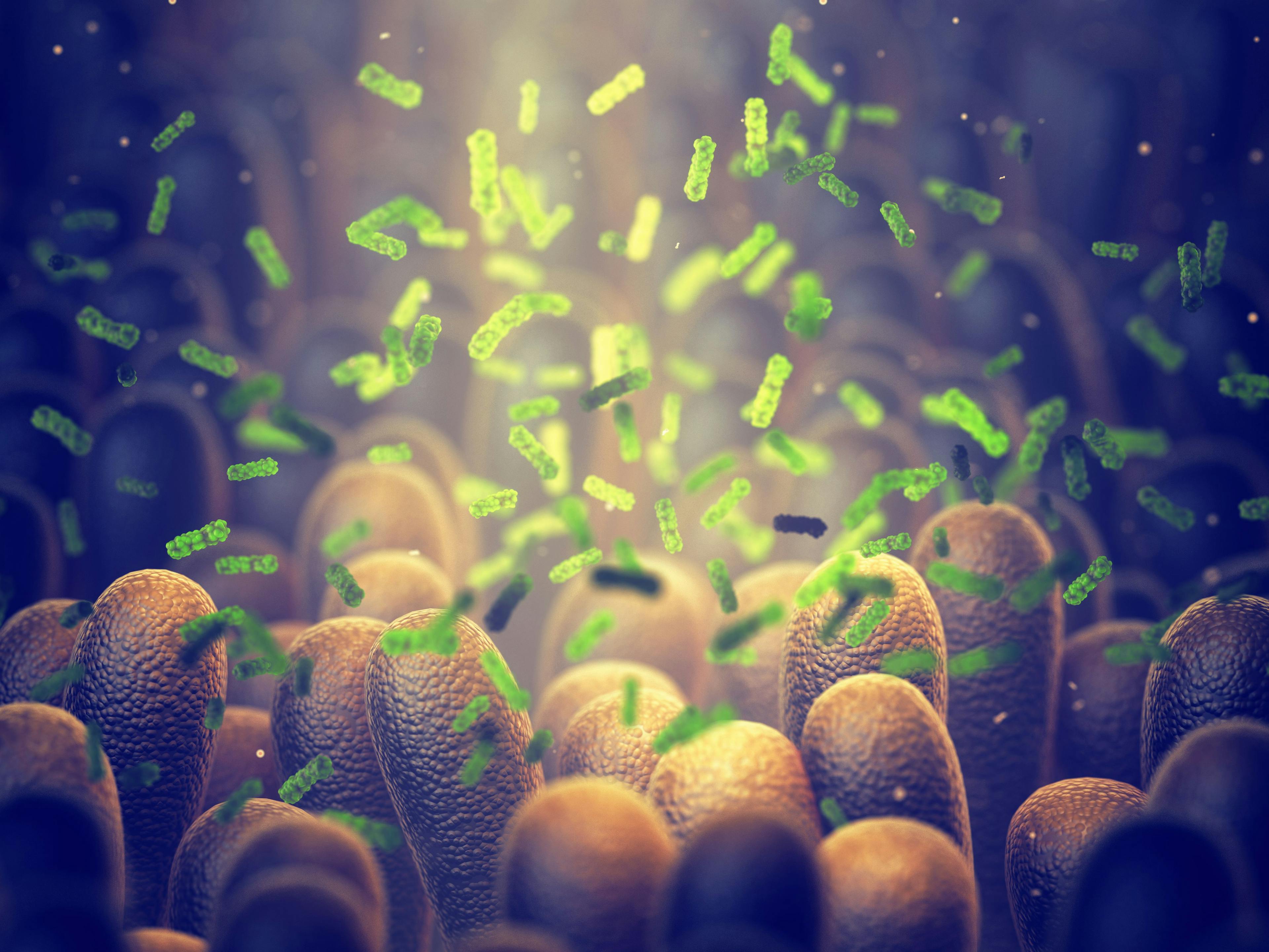 Gut Microbes May Assist in Educating Immune System Early in Development