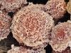 ASCO Global HPV Vaccination Guidelines Address Cervical Cancer Prevention