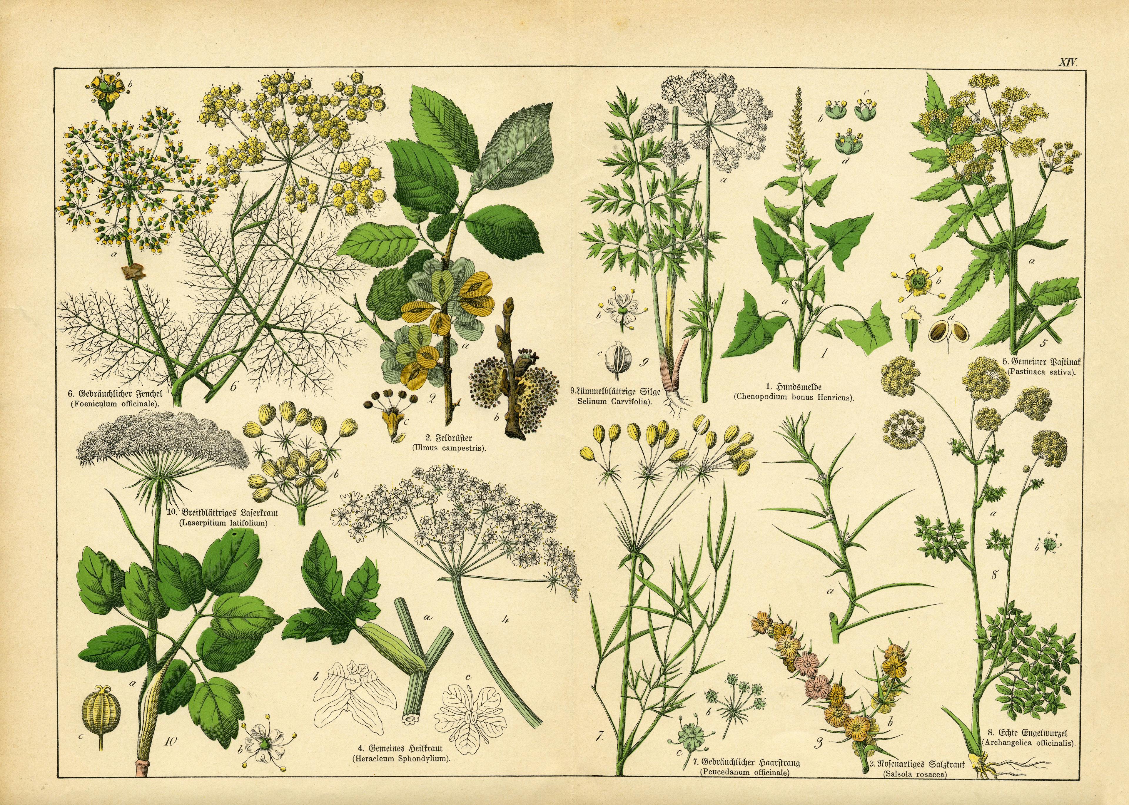 A sheet of antique botanical lithography of the 1890s-1900s with images of plants