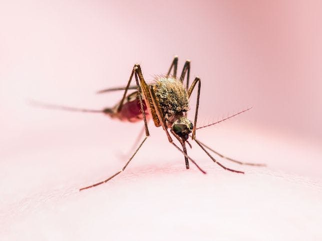 CDC: Thousands of Dengue Virus Cases Reported in US Over 8 Years