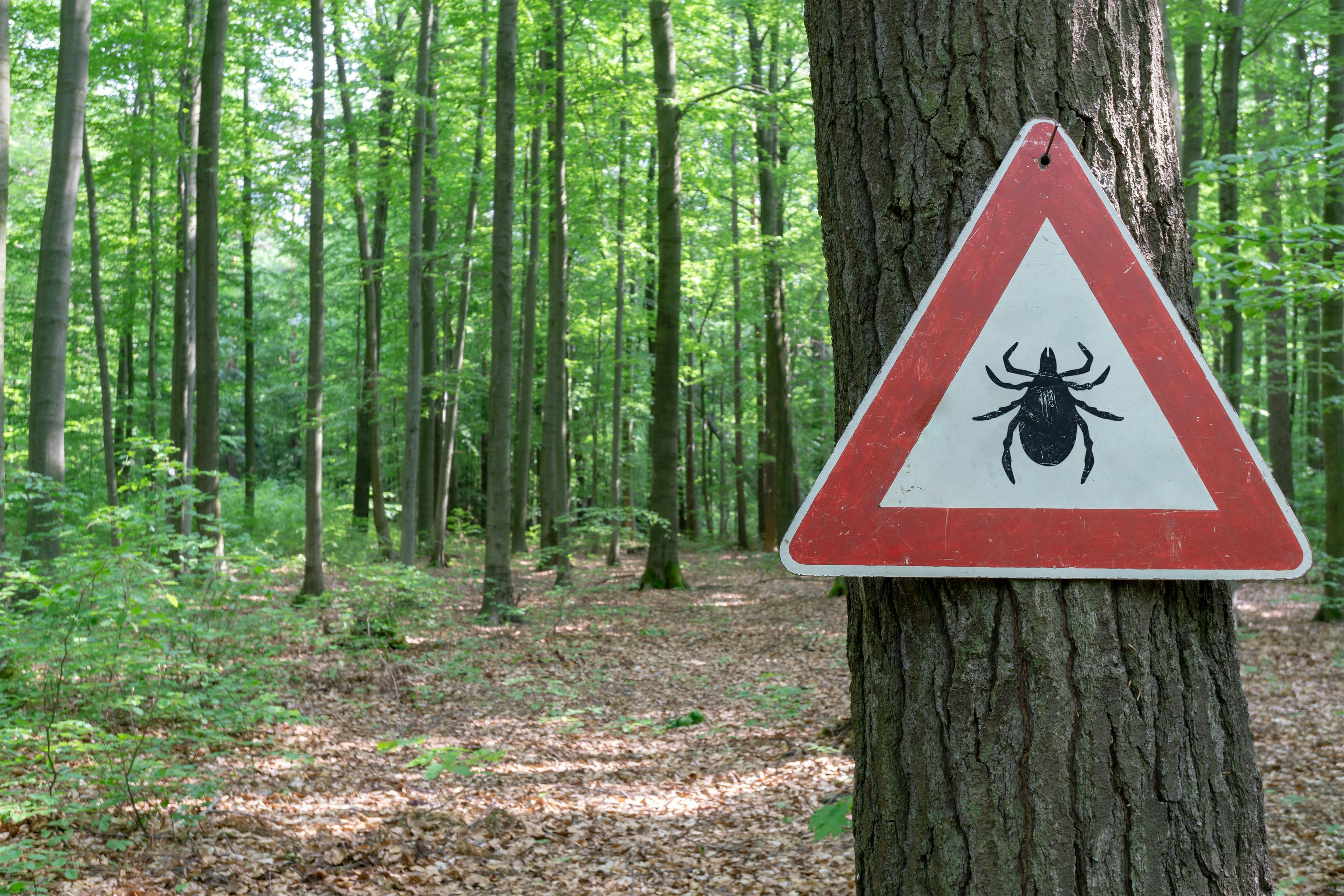 Investigators Find Missing Piece to Lyme Disease Puzzle