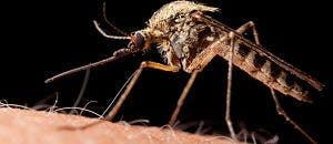 Americans Continue to Contract Zika Virus