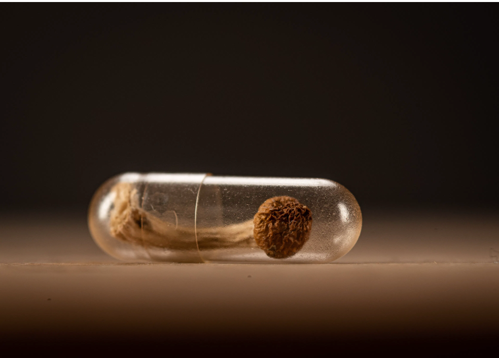 Whole psilocybin mushroom in a clear medication capsule | Image credit: Zim - stock.adobe.com