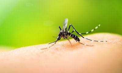 Live-Attenuated Zika Vaccine Candidate Successful in Mice