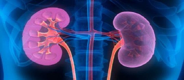 Study: Deceased Donor Kidneys Can Be Transplanted Safely, Effectively