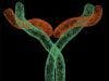 AnaptysBio Announces Strategic Antibody Discovery Partnership with Celgene Corporation