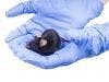 Mouse Avatar May Help Halt Melanoma Progession