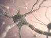 New Multiple Sclerosis Drug May Reverse Nerve Damage