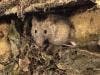 Link Found Between Hepatitis A Spread and Small Mammals