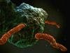 WHO Urges Global Community to Send Resources to Halt Ebola Spread