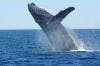 Secret to Cancer Suppression Genes May Reside in Whale DNA