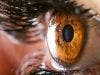 Epilepsy Drug Protects Eyesight of Multiple Sclerosis Patients