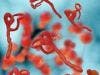 Experimental Ebola Drug Sent to Treat Infected Liberian Doctors