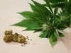 Fatal Drug Trial Not Impacted by Cannabinoids