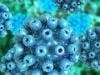 In Hepatitis C, Could Shorter Treatment Regimens Become the New Norm?