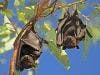 Tracking Fruit Bats May Identify Regions at Greatest Risk for Ebola Epidemic