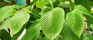 Supplements Containing Kratom Seized by US Marshals