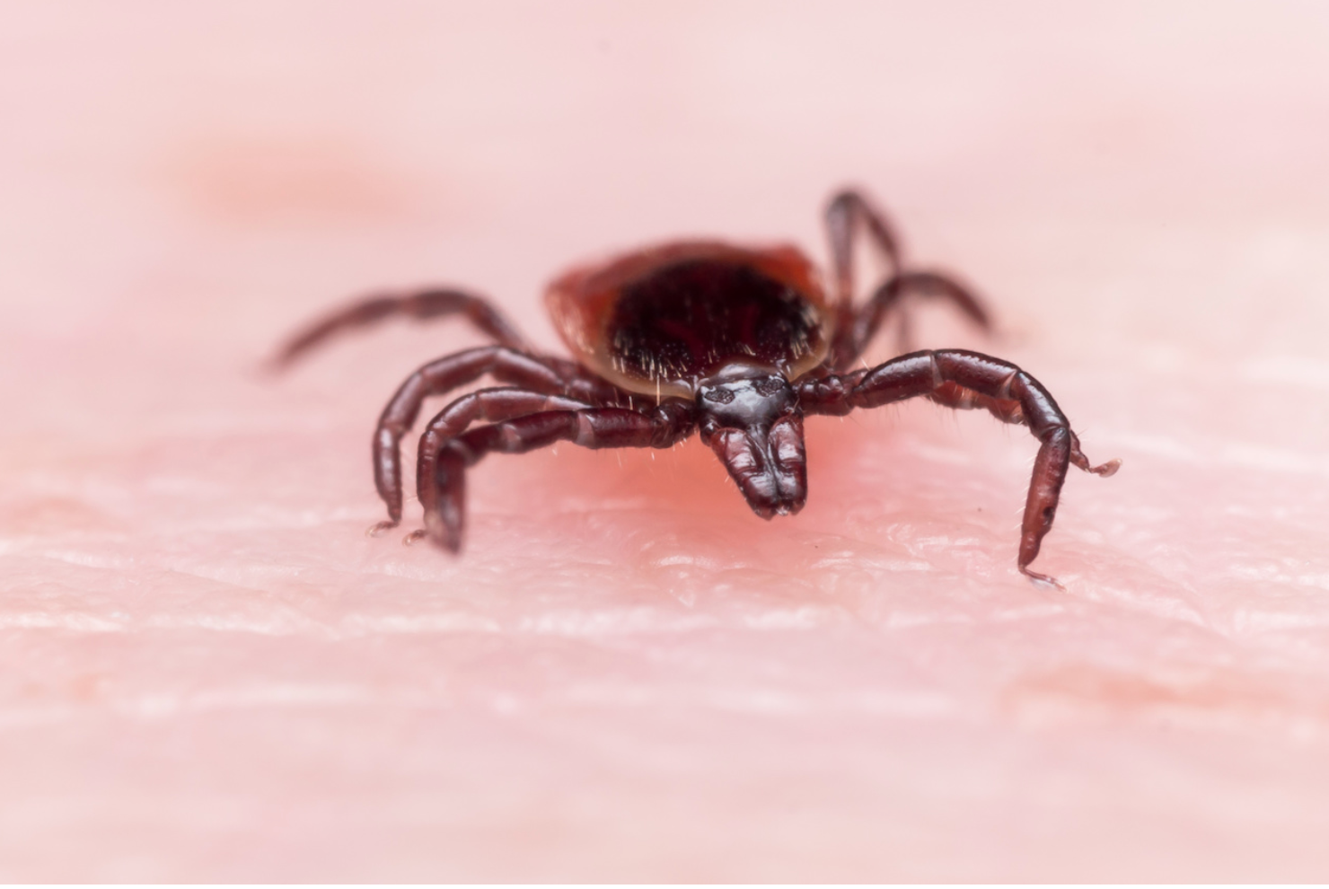 Pharmacy Quiz: Test Your Knowledge on Lyme Disease