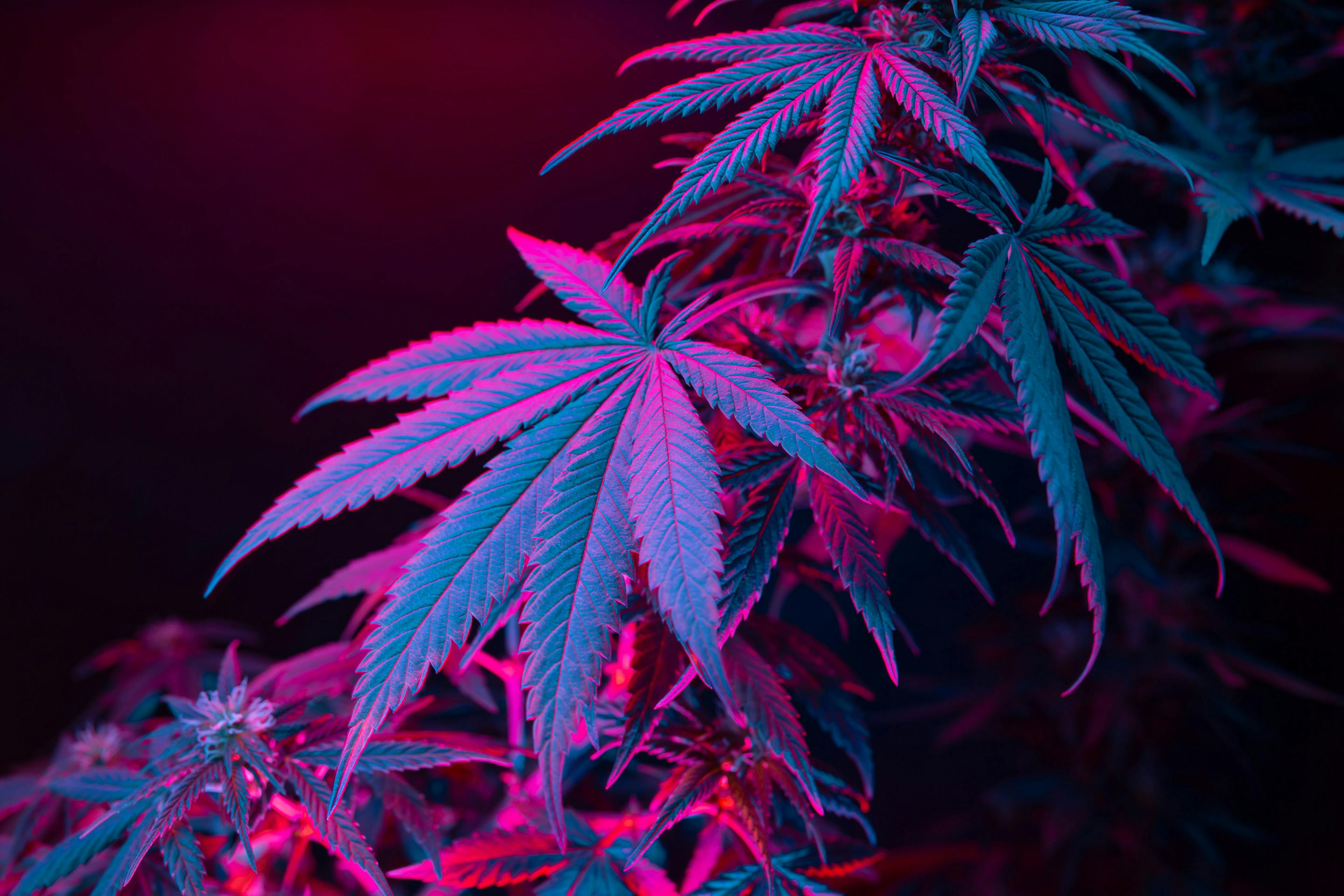 Cannabis leaves. Cannabis marijuana foliage with a purple pink tint on a black background. Large leaf of cannabis plant in purple light. Medicinal hemp: a new look at the agricultural hemp strain | Image Credit: Tsareva.pro - stock.adobe.com