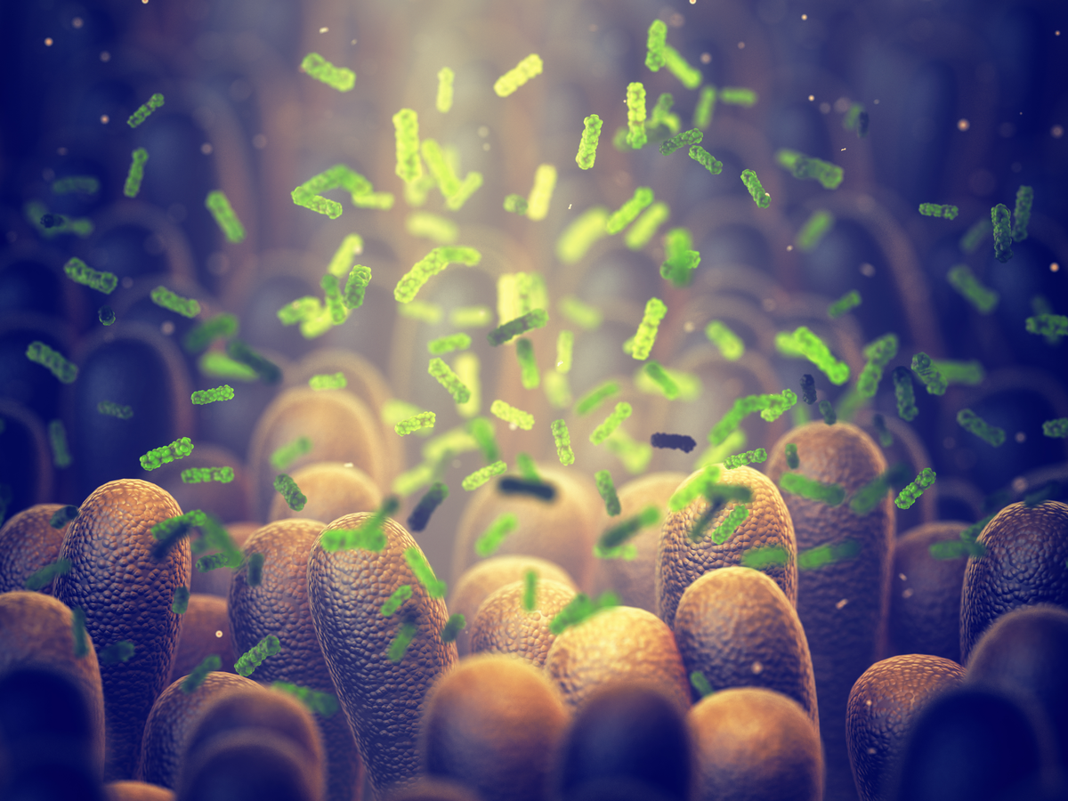 Diet Interactions With Gut Microbes Affect Cancer Treatment Outcomes