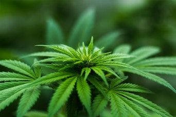 Cannabinoid Products May Lead to Cannabis-Positive Result in Urine Drug Tests