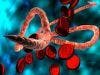 Experimental Vaccine Protects Primates Infected with Ebola