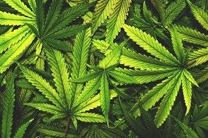 Cannabidiol to be Offered at Growing Number of Pharmacies