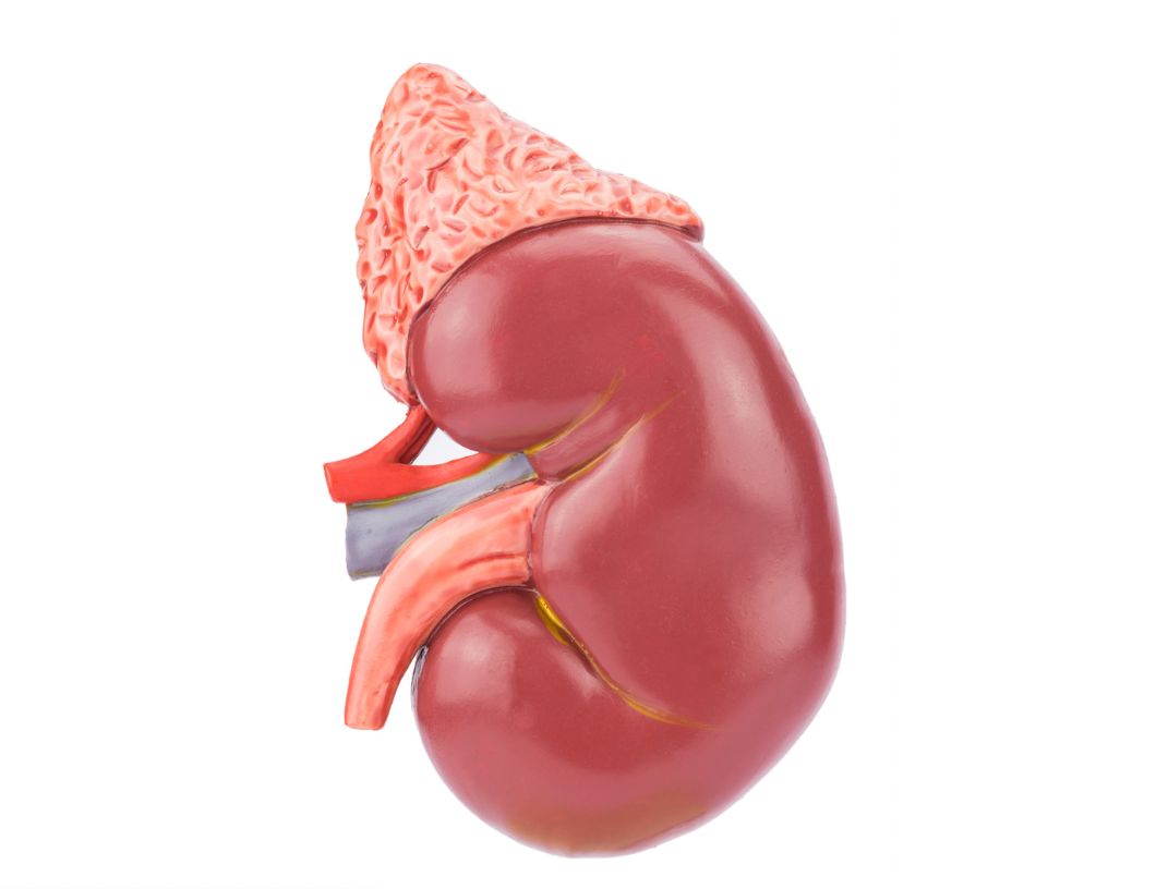 Diet Low in Potassium May Not Treat Hyperkalemia, Chronic Kidney Disease