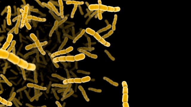 Streptococcus pneumonia bacteria cells. | Image Credit: Jezper - stock.adobe.com