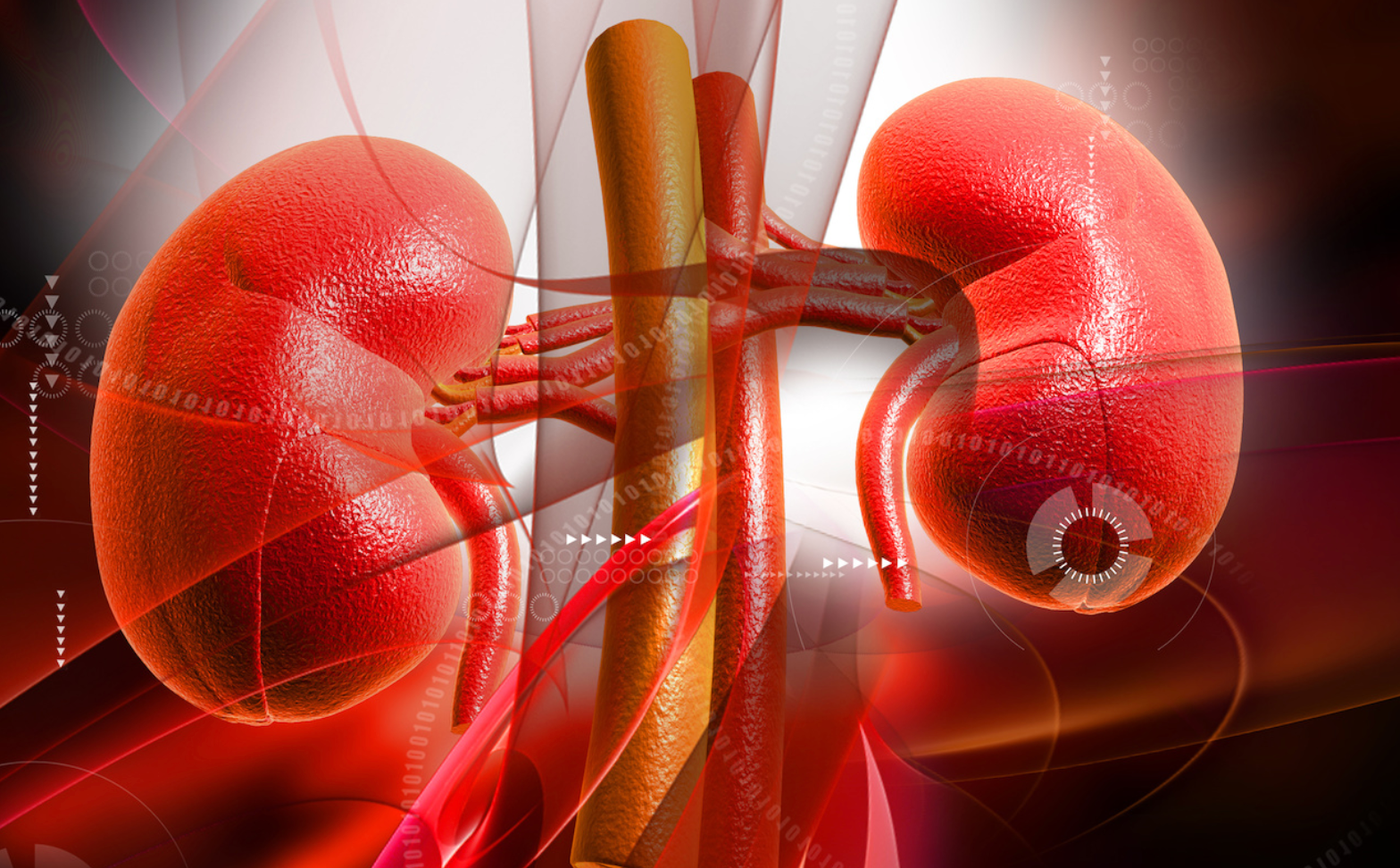 Research May Improve Targeted Treatments for Kidney-related Diseases