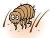 Trending News Today: Arizona Fleas Test Positive for Plague