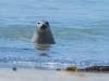 Hepatitis A Found in Seals: Can It Reach Humans?