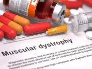 Estrogen Inhibiting Drugs Show Promise in Muscular Dystrophy 