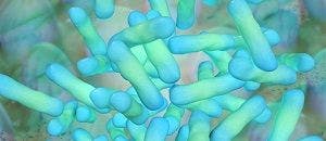 What to Know About Antibiotic-Resistant Shigella Superbug