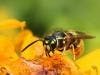 Brazilian Wasps Contain Cancer-Fighting Agent in Venom