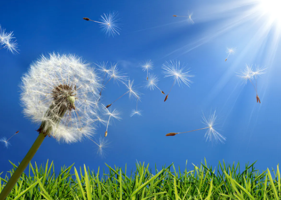 Help Patients Choose Appropriate Treatments to Survive Allergy Season