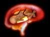 Inflammatory Bowel Disease Drugs Transfer from Pregnant Mothers to Infants