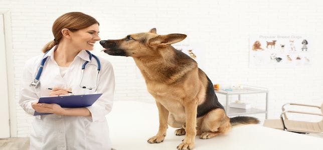 Veterinarians Concerned About Negative Impact of Proposed FDA Compounding Guidance