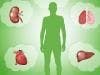 Researchers Identify Two Antibodies Responsible for Organ Rejection in Transplant Patients