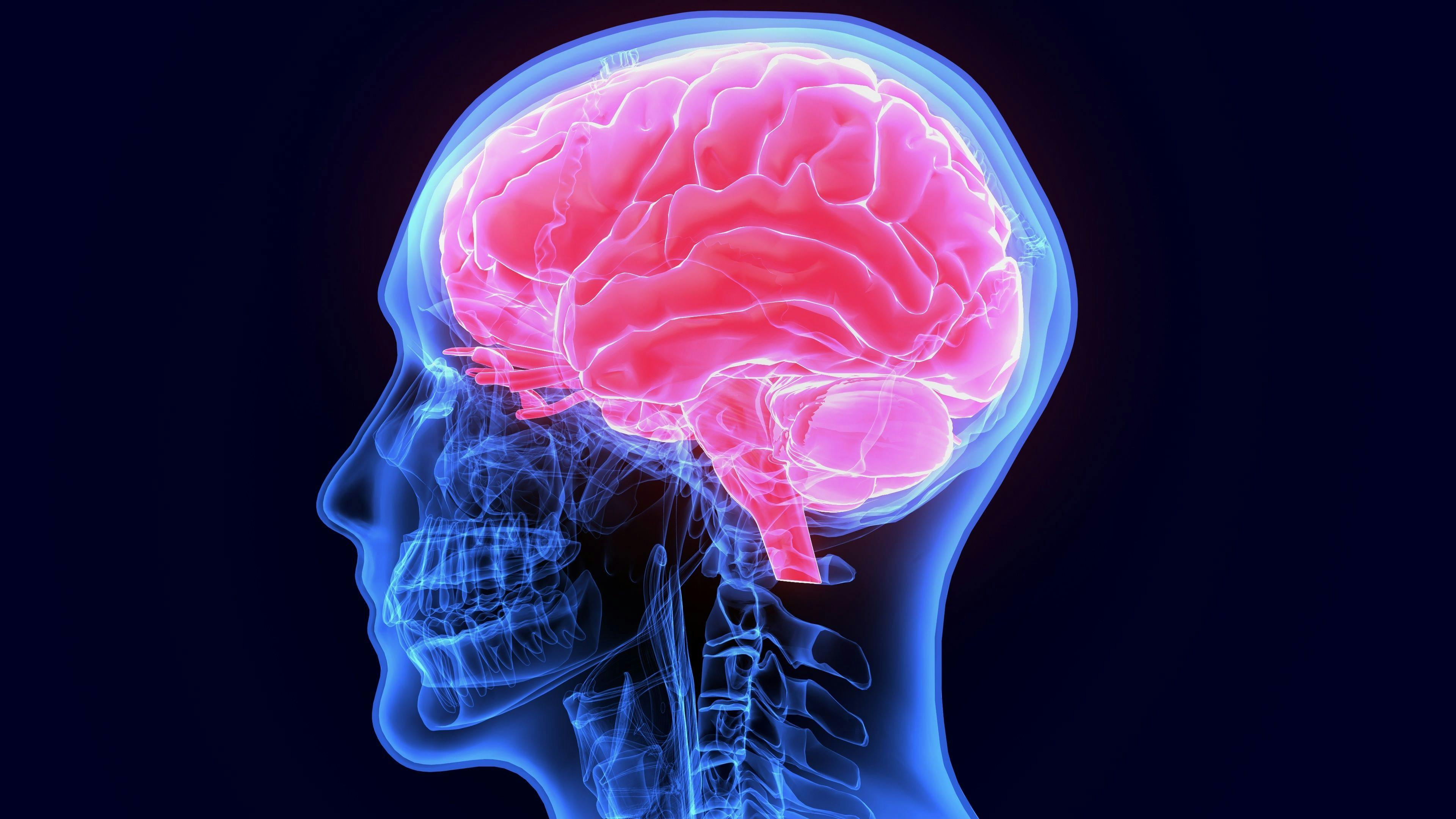 3d illustration of human body organ(brain anatomy) | Image credit: PIC4U - stock.adobe.com