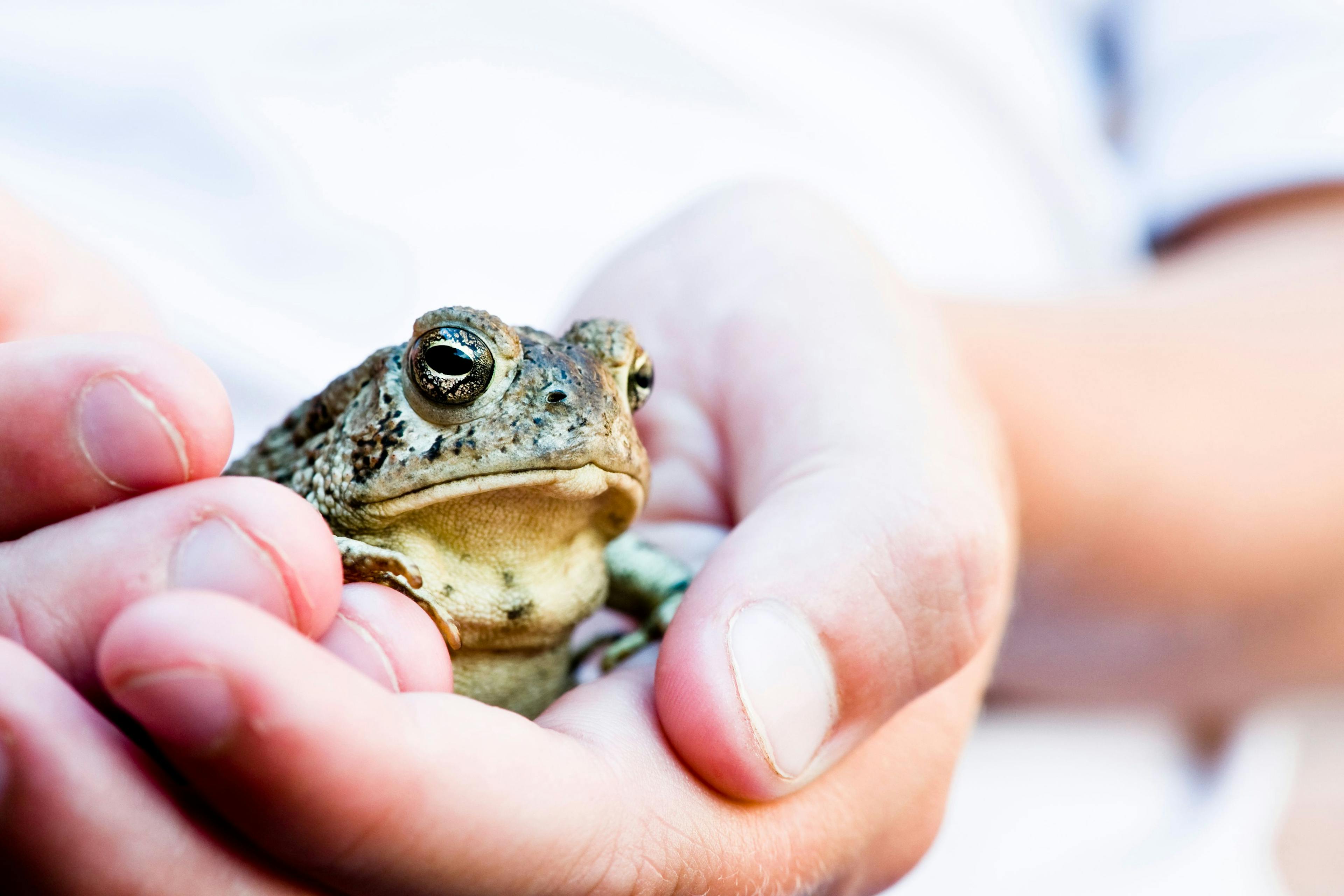 Person holding a frog