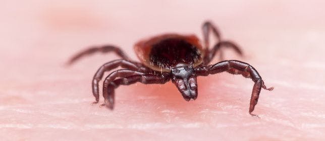 More Time Outdoors Recently May Increase Tick Bite Incidence