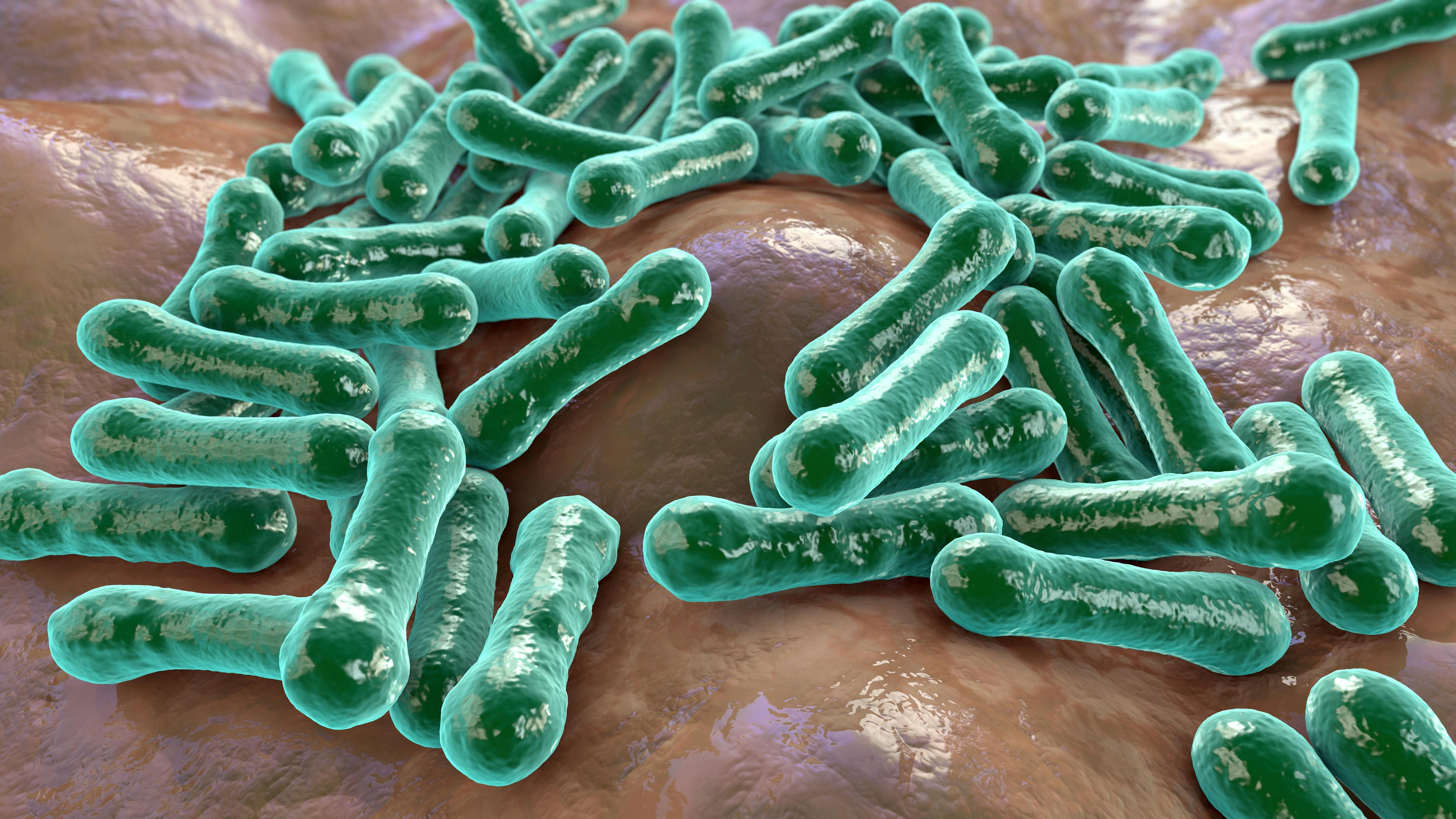 Bacteria Clostridioides difficile | Image Credit: Dr_Microbe - stock.adobe.com